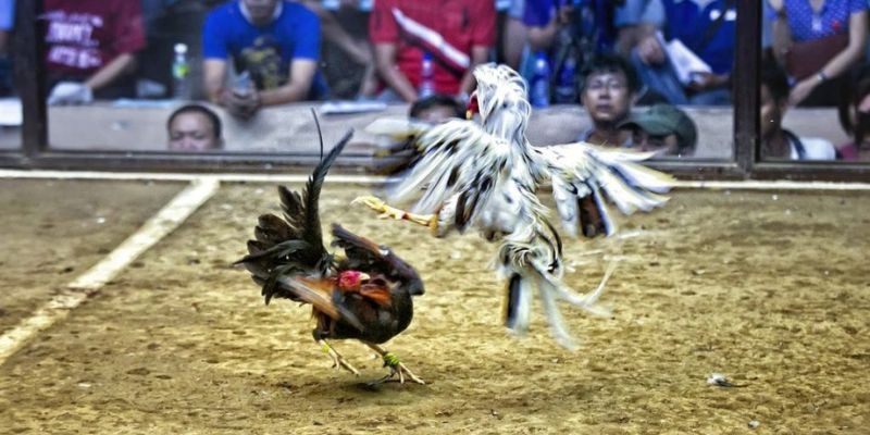 good luck qq88 bắn cá