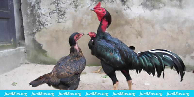 good luck casino hồ tràm có cho người việt vào không